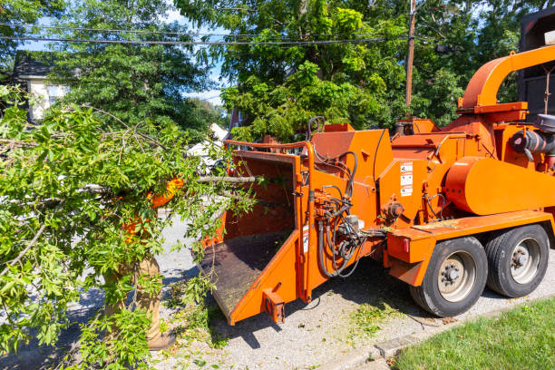 The Steps Involved in Our Tree Care Process in Captains Cove, VA